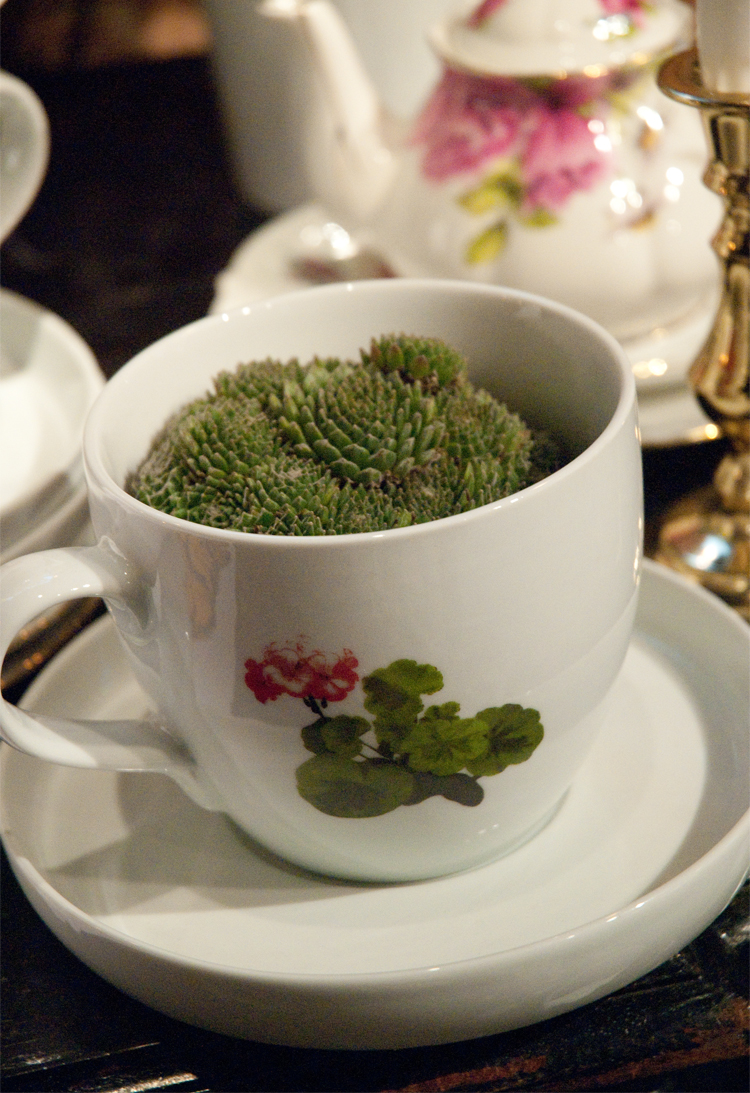 Tips: Plantera en liten växt i en kaffekopp